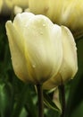 Light yellow tulip flowers