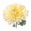 Light yellow watercolour chrysanthemum autumn flower illustration on white background