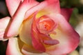 Light Yellow, White, and Pink Hybrid Tea Rose in Bloom Royalty Free Stock Photo