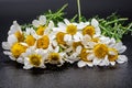 Bouquet of daisies with white petals Royalty Free Stock Photo