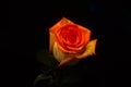 Lightbrush dark rose myst flower Royalty Free Stock Photo