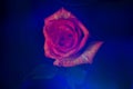 Lightbrush dark rose myst flower Royalty Free Stock Photo