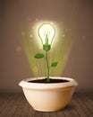 Lightbulb plant coming out of flowerpot