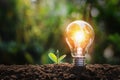 lightbulb with small plant on soil and sunshine. concept saving energy Royalty Free Stock Photo