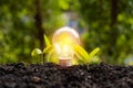 Lightbulb with small plant on soil and sunshine. Royalty Free Stock Photo