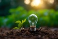 Lightbulb with small plant on soil and sunshine. Concept saving energy in nature Royalty Free Stock Photo