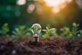 Lightbulb with small plant on soil and sunshine. Concept saving energy in nature Royalty Free Stock Photo