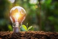 lightbulb with small plant on soil and sunshine. concept saving energy Royalty Free Stock Photo