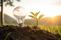 Lightbulb with small plant on soil and sunshine Royalty Free Stock Photo