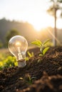 Lightbulb with small plant on soil and sunshine Royalty Free Stock Photo