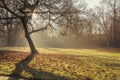 Lighted autumn sun glade of old park, large spreading tree with fallen leaves. Picturesque view, sunlight and morning mist Royalty Free Stock Photo