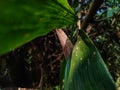 Lighted bamboo leaf close-up shot in the morning when sunlight fall on it Royalty Free Stock Photo