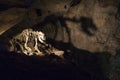 Lighted cave bear skeleton in cave. Royalty Free Stock Photo