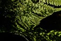 Lighted closeup of a fern Royalty Free Stock Photo