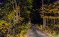 Lighted path with fallen leaves at night