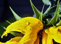 Rain drops on yellow sunflower petaln narrow focus area Royalty Free Stock Photo