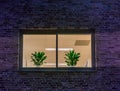 Lighted windows decorated with plants, modern dutch architecture, brick wall