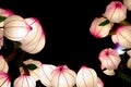 Lightened chinese bellflowers