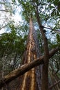 Lightening Struck Tree along a Trail