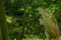 Lightening struck tree trunk at the outskirts of a lush forest