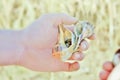 Lightening Whelk (Two In the Hand) Royalty Free Stock Photo