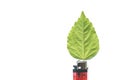 Lighter with green leaf, burn concept Royalty Free Stock Photo