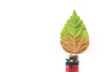 Lighter with green leaf, burn concept Royalty Free Stock Photo