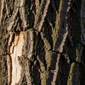 Lighter inner wood contrasts with the darker outer bark layers Royalty Free Stock Photo