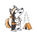 Lightheaded Husky Camping Royalty Free Stock Photo