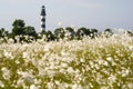 Lighthouse in the Baltic Sea. View from the flowery meadow, natural environment. Royalty Free Stock Photo