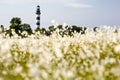 Lighthouse in the Baltic Sea. View from the flowery meadow, natural environment. Royalty Free Stock Photo