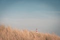 Lighthouse Bornrif Ameland, sea landscape, clear blue cloudy sky in the dunes, high dune grass Royalty Free Stock Photo