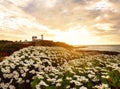 A lighthouse on a cliff on an island in the ocean and a lush daisy bloom at dawn. USA. maine. Royalty Free Stock Photo