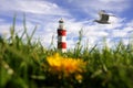 Lighthouse with dandelion and bird in Plymouth, UK Royalty Free Stock Photo