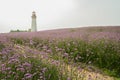 Lighthouse on flowering hilltop in early summer