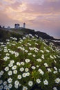 Lighthouse on an island in the ocean at dawn. daisies blooming and a lighthouse. Nubble Lighthouse. USA. Maine.