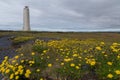 Malarrif Lighthouse, SnÃÂ¦fellsnes, Iceland with yellow flowers in the foreground