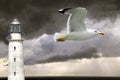 Lighthouse and seagull Royalty Free Stock Photo