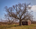 Lighthouse watchers cabin and tree Royalty Free Stock Photo