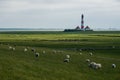 Lighthouse westerhever sheep field Sankt Peter Ording