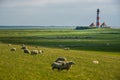 Lighthouse westerhever sheep field Sankt Peter Ording Royalty Free Stock Photo