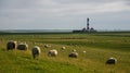 Lighthouse westerhever sheep field Sankt Peter Ording Royalty Free Stock Photo