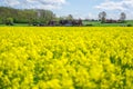 Lighthouses and a rapeseed field in south Sweden, Ven Island