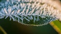 The lighting accentuates the shimmering effect of the frost creating a Royalty Free Stock Photo