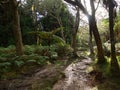 Lighting effects on footpath in primal forest on tropical island Royalty Free Stock Photo