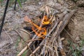 Lighting a fire for cooking in the camp. The firewood is burned in a specially dug pit to avoid fire. Tripod is stand above the Royalty Free Stock Photo