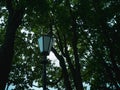 Lighting lamp on a pole in a dense park of trees. Evening time, twilight Royalty Free Stock Photo