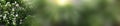 Lighting sunrise morning is outdoor and The air is so fresh in the park. The concept for design blurred and selective focus effect Royalty Free Stock Photo