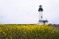 Lighting way lighthouse on high hill covered yellow wild flowers