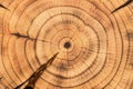 Lightly charred wood slice with clearly visible annual growth rings. Cross-section of a dried cherry tree stump. Natural wood Royalty Free Stock Photo